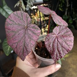 ✨ Begonia Harmony's Stormy Sunset✨