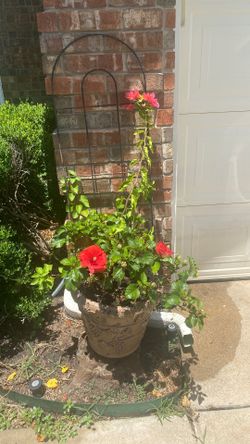 Planter with hibiscus 🌺 and bouganvilla plants