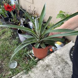 Pineapple 🍍 plant