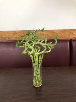 6”spiral Bamboo price each