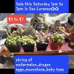 MINIATURE SUCCULENTS SALE PLUS MORE. SATURDAY 1PM TO 5PM IN SAN LORENZO