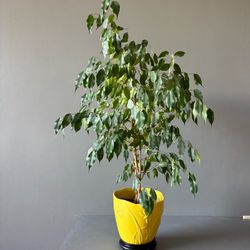 Live Ficus Benjamina Weeping Fig House Plant Yellow Ceramic Pot 3.6 Ft Tall