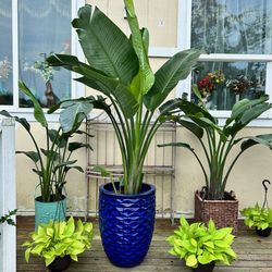 Beautiful White Bird Paradise Plants 
