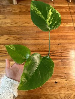 Monstera Aurea Variegated Plant