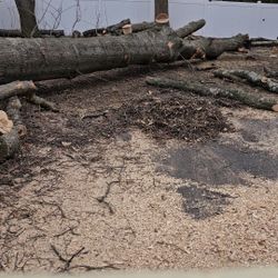 tree work 