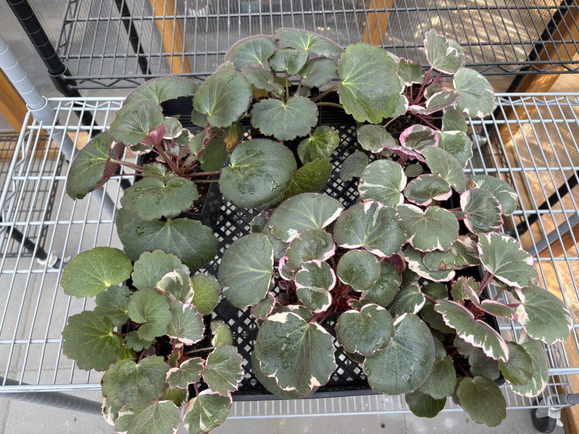 Strawberry Begonia /saxifrage X7 (priced Per Pot)