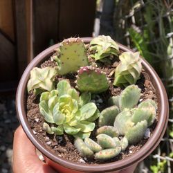 variegated succulent