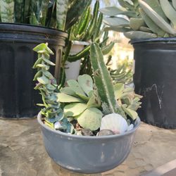 Assorted Succulents In Ceramic Bowl $13 Each
