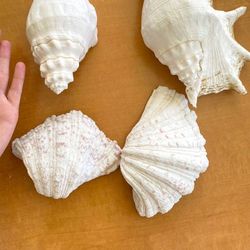 Sea shell collection