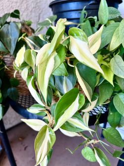 Philodendron Cream Splash