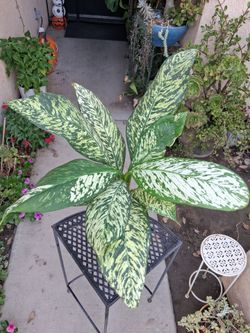 Dieffenbachia White BLIZZARD Plant $35
