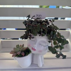 Face Planter Succulent Arrangement 