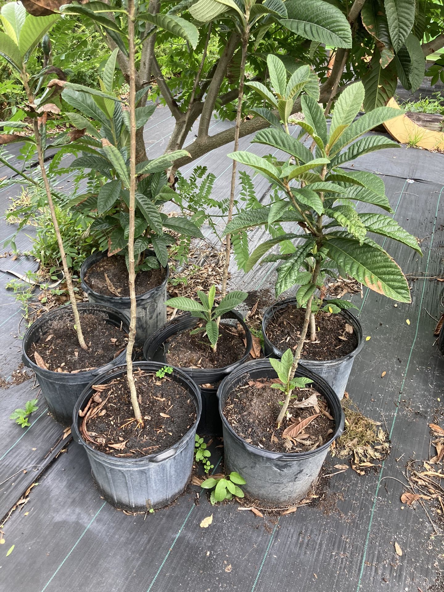 Logistics Fruit Tree