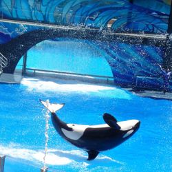 Seaworld Tickets 