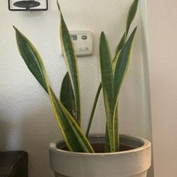 Snake Indoor Plant With Heavy Ceramic Pot