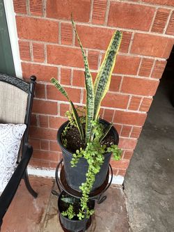 Snake Elephant Food Succulent Plants