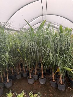 Queen palms 5 feet tall 10” pots