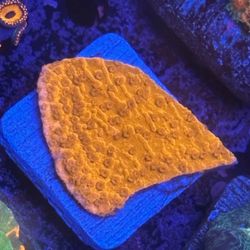 Red Montipora Cap Display Decor