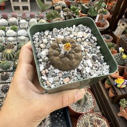 Copiapoa Hypogaea Lizard Skin 4”