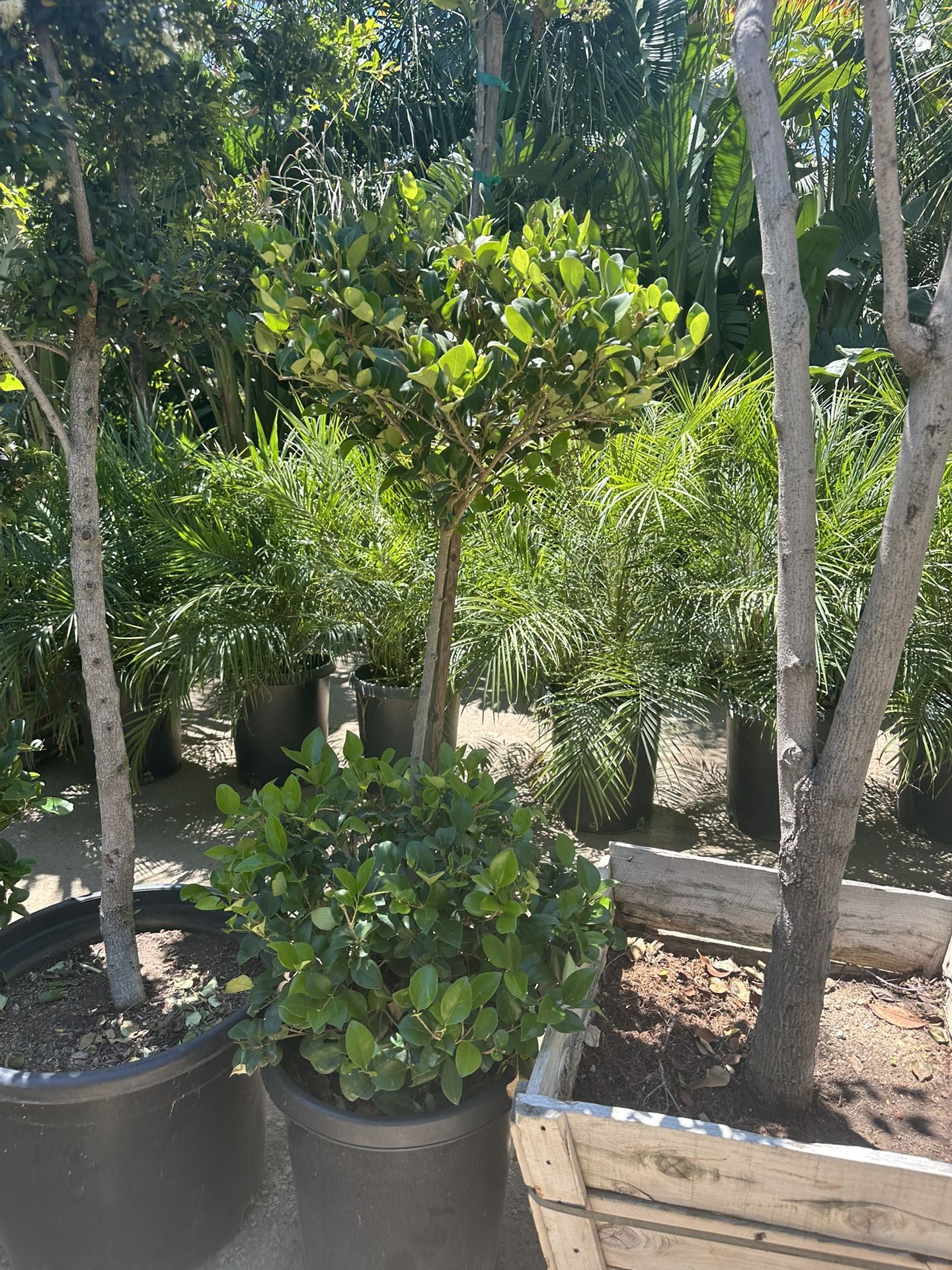 2 Tiers Topiary Bonsai