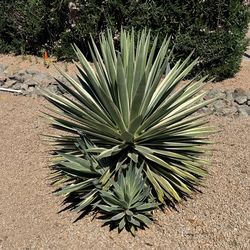 Agave Angustifolia Plant