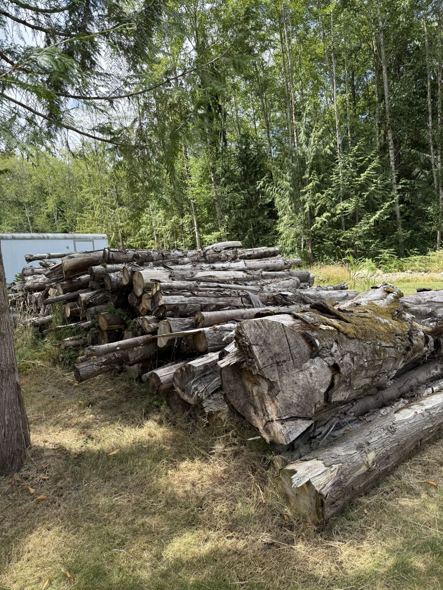Firewood, mostly older and fine and some maple two separate piles  $300