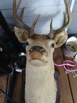 Deer head