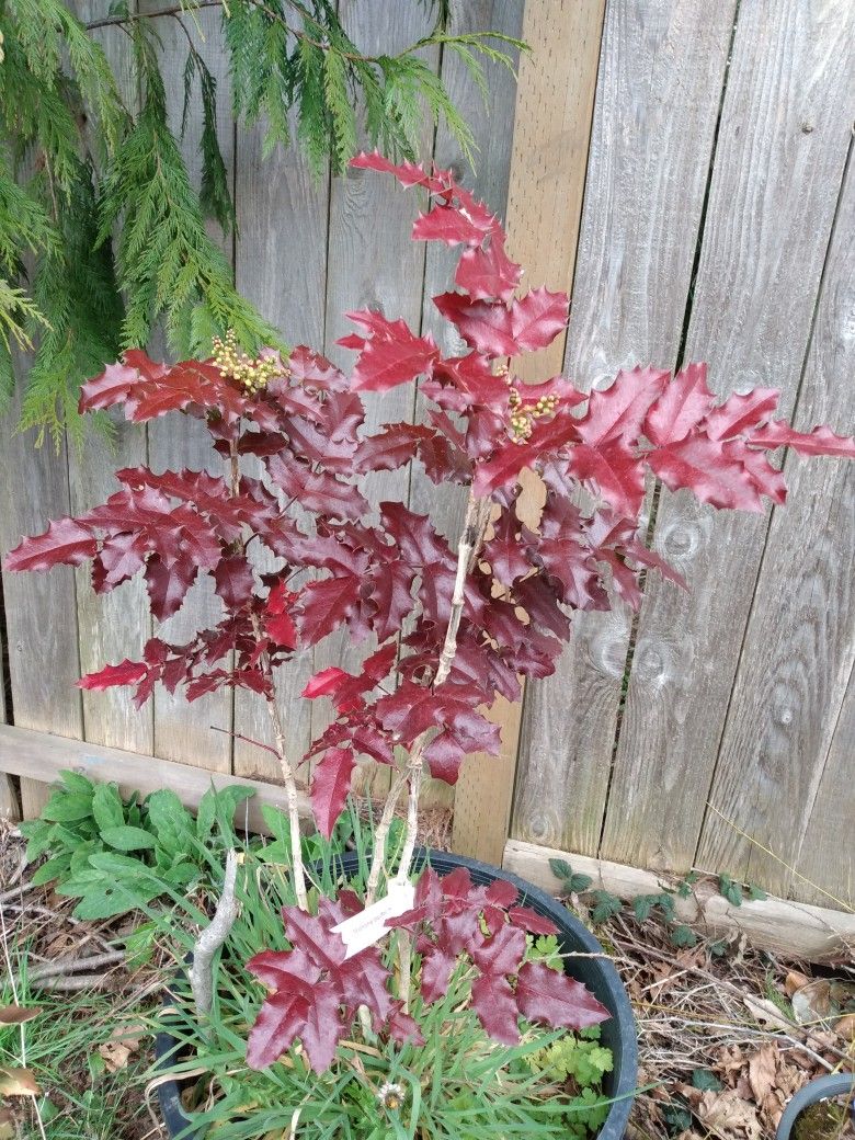 Tall Oregon Grape Native Plants