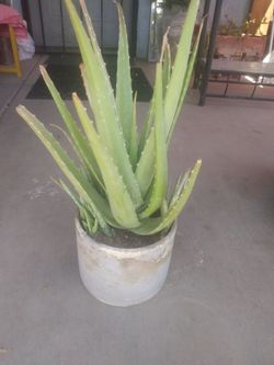Aloe vera