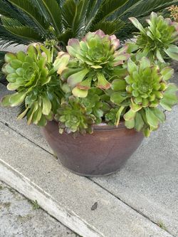 Succulent Plant