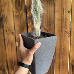 Old Man Cactus 