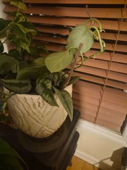 Silver pothos plus flower pot for sale