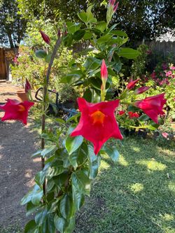 Dipladenia