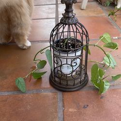 Plant