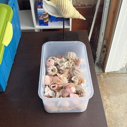 Shells Shells Shells