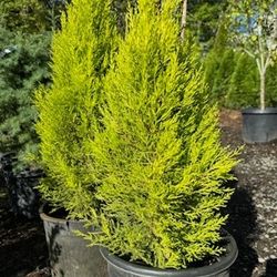 Plants