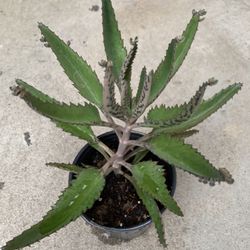 Mother Of Millions Succulents 