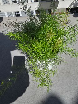 Asparagus plant/ not edible