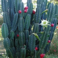 Monster Cactus  🌵🍎