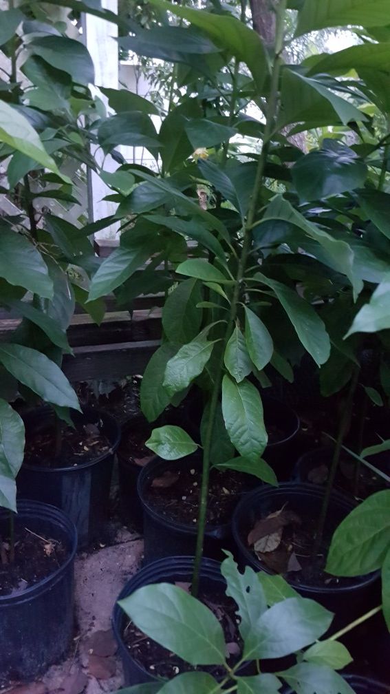 Avocado tree crafted