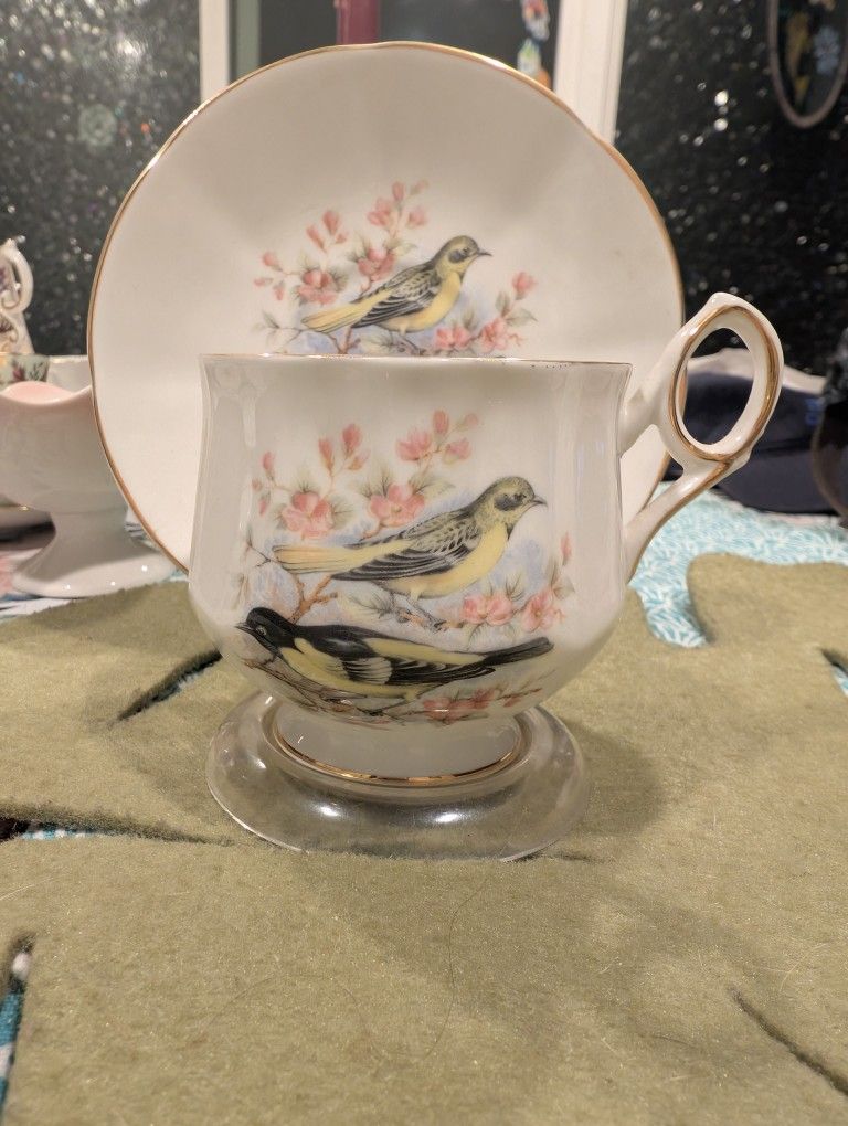 teacup from Queens Rosina fine bona china, Birds of America cup with saucer. The goldfinch bird can be seen on this cup, and they are depicted in diff