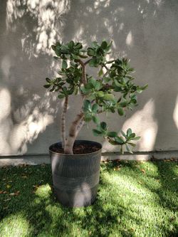 Large Jade Plant (Crassula ovata)