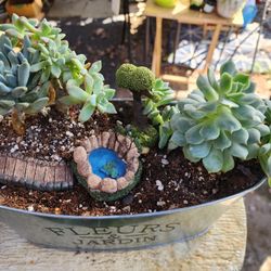 Arrangements Succulents Cacti  Sale This Saturday In San Lorenzo 