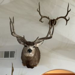 Taxidermy Mule deer And Others 