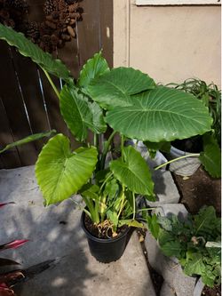 Tropical plant
