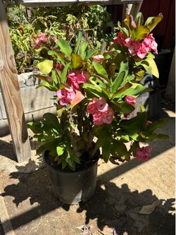 Crown of thorns plant / Corona de cristo