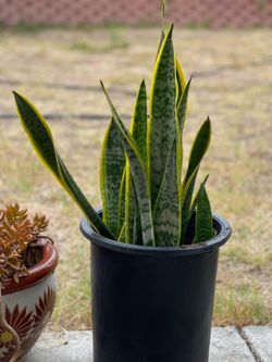 Spider Succulents-(And many more)