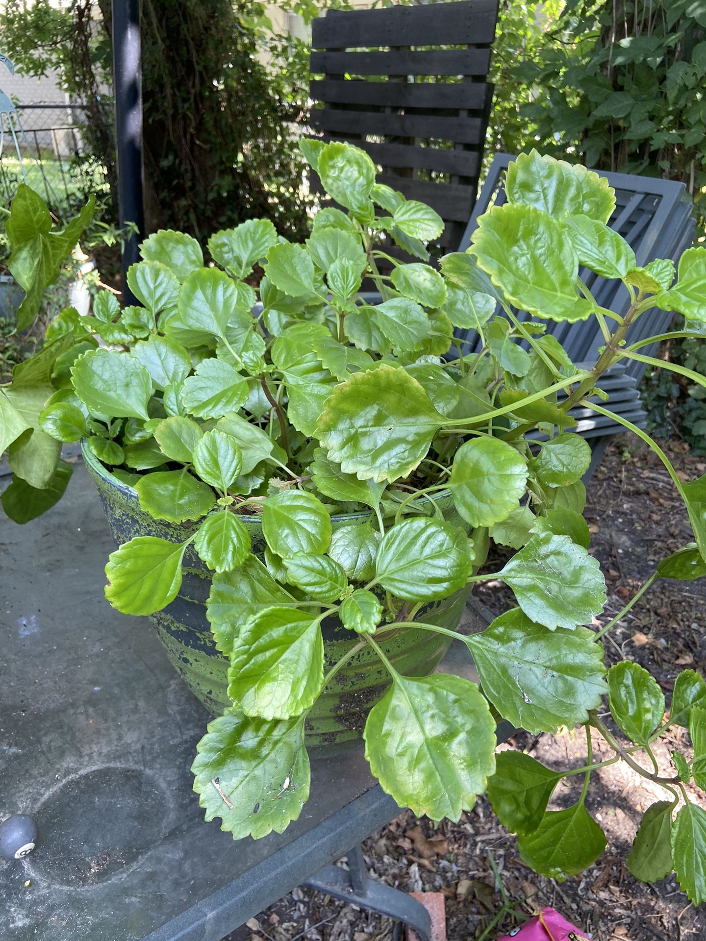 Millonaria Planta Maceta Grande De Plástico Dentro Y Fuera De Tu Hogar La Puedes Mantener Crece Esplendorosa Son Agradables Para El Hogar☺️