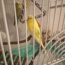 Parakeet Cage And Supplies
