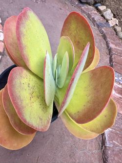 Succulents